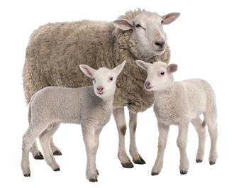 Sheep and Goat Kits