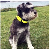 humane dog bark collar